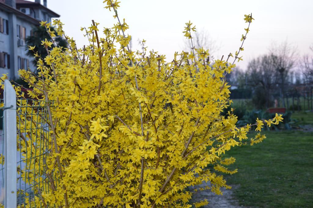 Appartamento Casa Della Nonna Noventa di Piave Exteriör bild